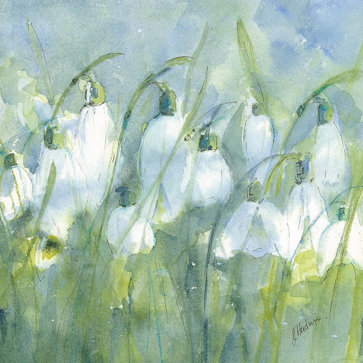 SnowdropsWeb